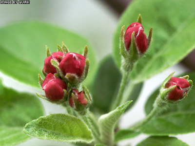 CrabAppleBuds.jpg