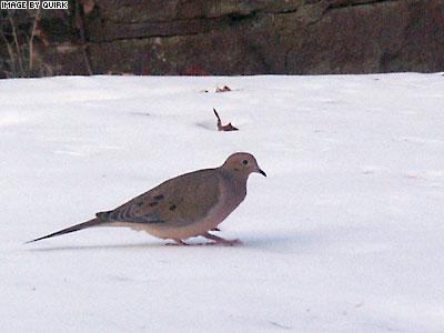 MourningDove.jpg