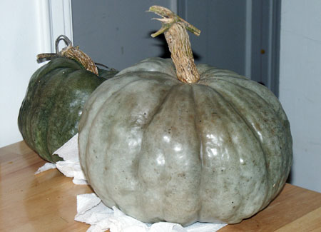 Aussie Squash