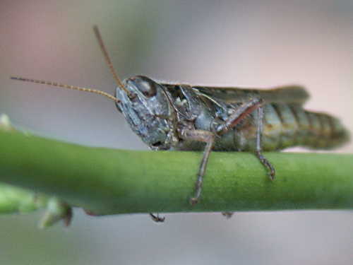 grasshopper on a rose stem